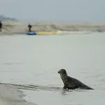 Domaine Des Celestins - Captive Des Sables Σπίτι διακοπών