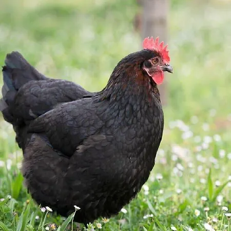 Domaine Des Célestins - Captive Des Sables *