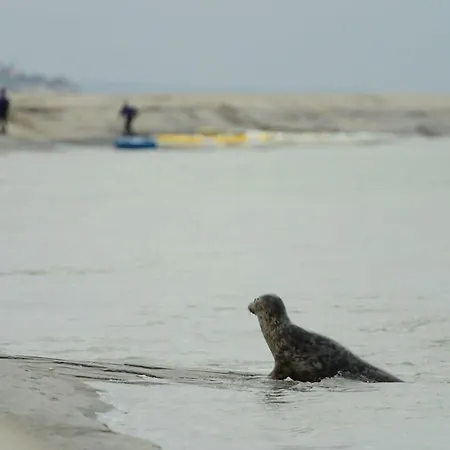 Domaine Des Célestins - Captive Des Sables Hébergement de vacances